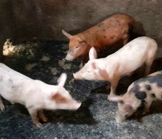Maxi discarica abusiva usata come allevamento, scatta il sequestro e la denuncia
