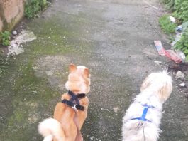 “Sos Quarantena”, “Gli Invisibili” porta a spasso i cani di chi è in isolamento