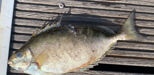 Mare: pesce coniglio catturato a Milazzo, è una “specie aliena”