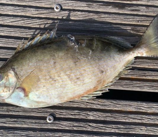 Mare: pesce coniglio catturato a Milazzo, è una “specie aliena”