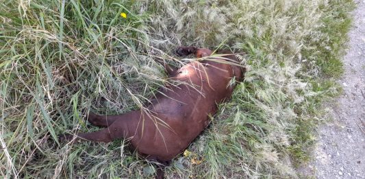 Cane ucciso a Tremestieri, la denuncia del Partito Animalista Italiano