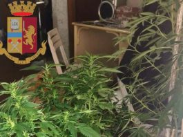Coltivava marijuana, ai domiciliari 49enne messinese