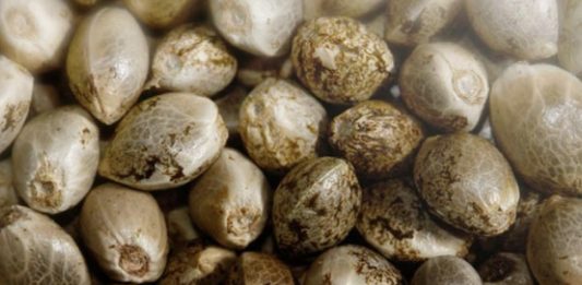 Semi di marijuana: ecco come stanno le cose per la legge italiana