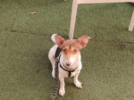 A Messina vietati i Botti fino al 10 gennaio, cani e gatti ringraziano