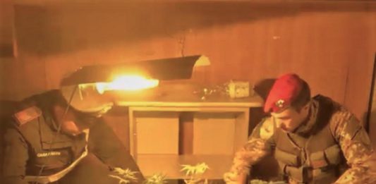 Occupa abusivamente un’abitazione per realizzare all’interno una serra di marijuana. 35enne arrestato dai Carabinieri