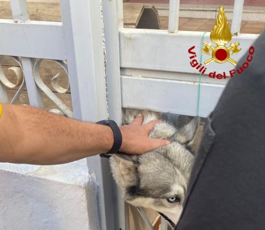 Intervento dei vigili del fuoco a Messina per liberare un cane dal cancello di casa