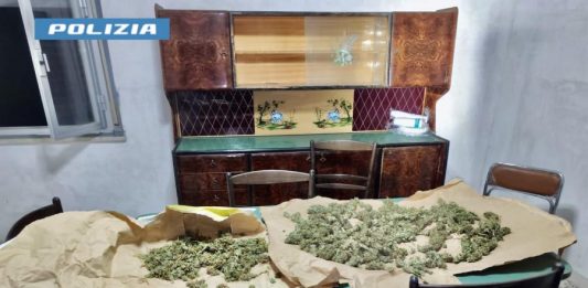 Cannabis a Santa Lucia sopra Contesse, piantagione “fai da te” scoperta dalla polizia