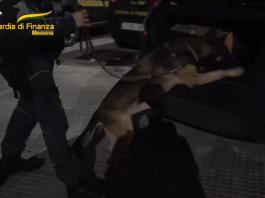 Edipo il cane antidroga della Gdf fiuta 30 kg di hashish: un arresto
