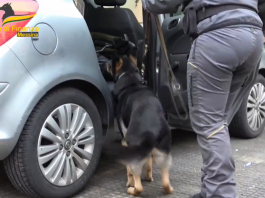 Il cane antidroga Haidy fiuta cocaina nel passeggino, un arresto