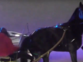 Corse clandestine di cavalli: in carcere un messinese