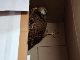 La Polizia metropolitana soccorre un falco ferito nei pressi di via Don Blasco