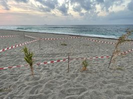 Nidi di tartarughe marine a Torre Faro: Marevivo Interviene per la tutela della Caretta Caretta