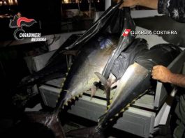 Tonno rosso pescato illegalmente: sanzionati due pescatori a Panarea