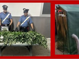 Alì Terme: arrestato 49enne per coltivazione di marijuana in una serra artigianale