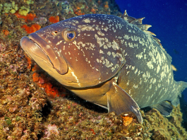 Moria di cernie ad Acqualadrone: allarme per un virus