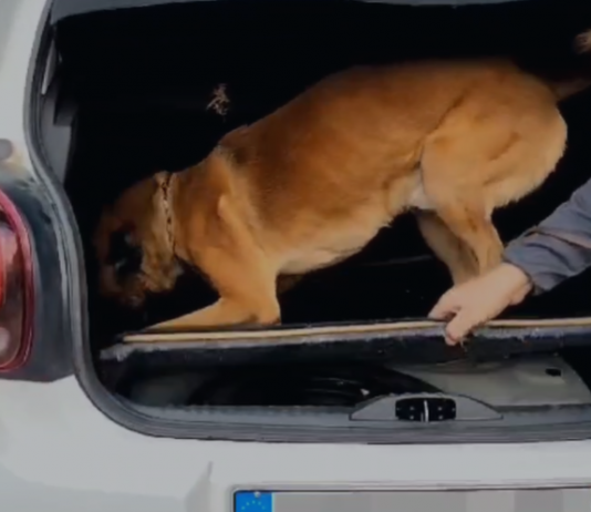 Sequestrato dalla GDF un chilo di cocaina all’imbarcadero, un arresto (video)