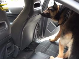 Droga in transito sullo Stretto: tre arresti e oltre 40 Kg di stupefacenti recuperati