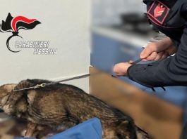 Blitz antidroga alle Isole Eolie: hashish nascosto all’interno delle prese della corrente elettrica