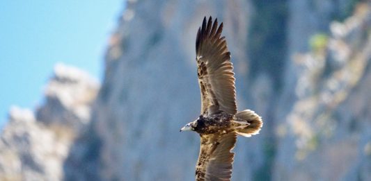 Dal soccorso al monitoraggio satellitare: il giovane Capovaccaio torna a volare nei cieli siciliani