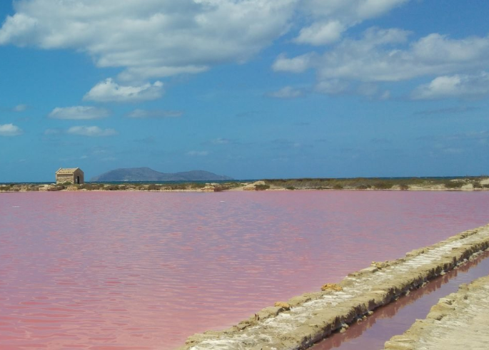 salinerosa